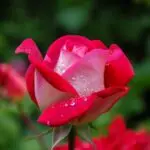 garden-rose-red-pink-56866-56866.jpg